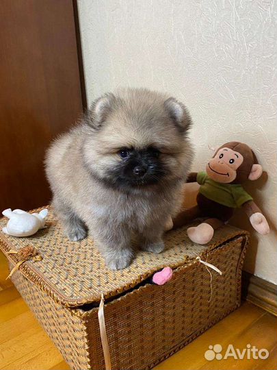 Щенки шпица