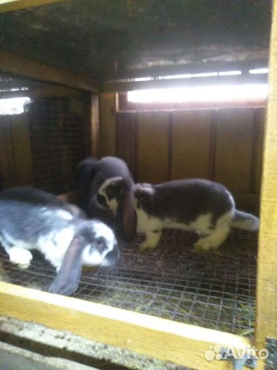 Французский баран