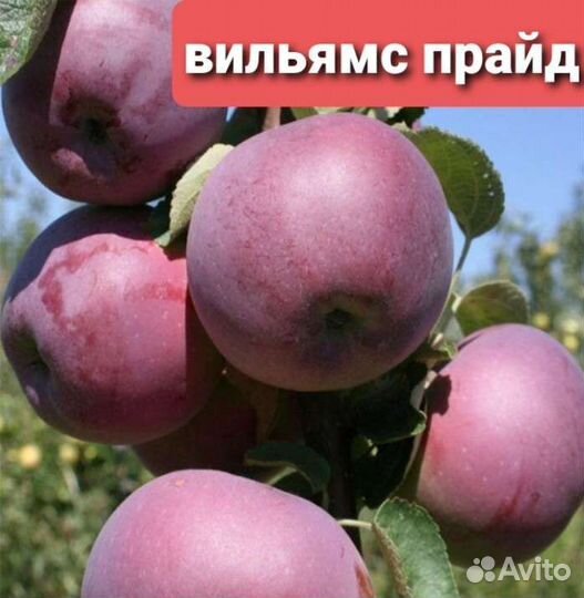 Саженцы