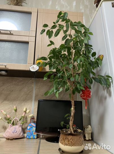 Бенджамина