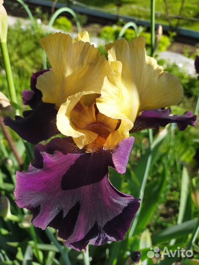 Ирисы Садовые цветы