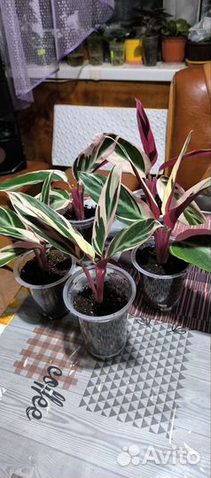 Строманта триколор