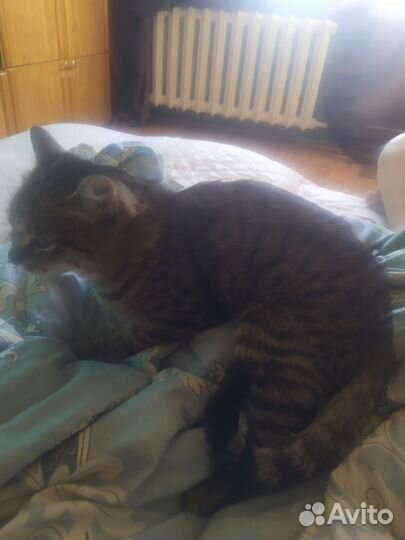 Кошка в дар бесплатно