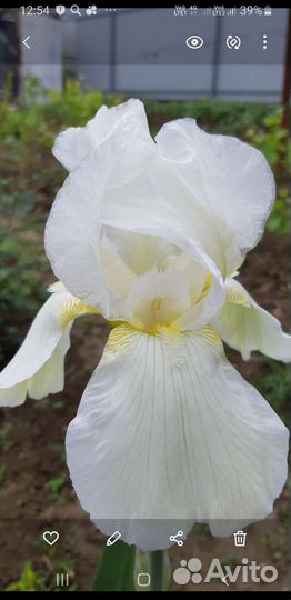 Ирисы бородатые