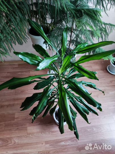 Кротоны. Пальма. Эчеверия. Бегония. Экзотические