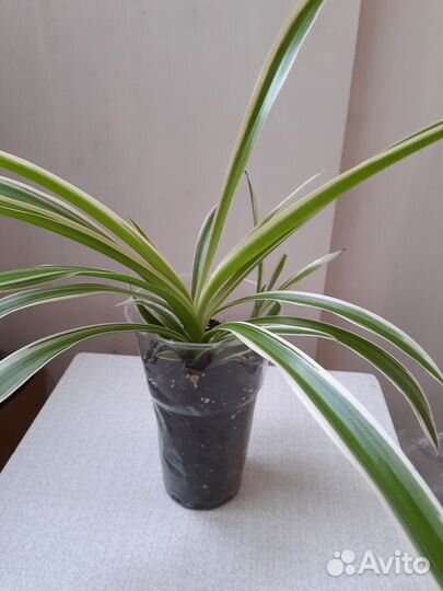 Хлорофитум