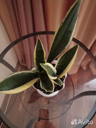 Комнатные цветы