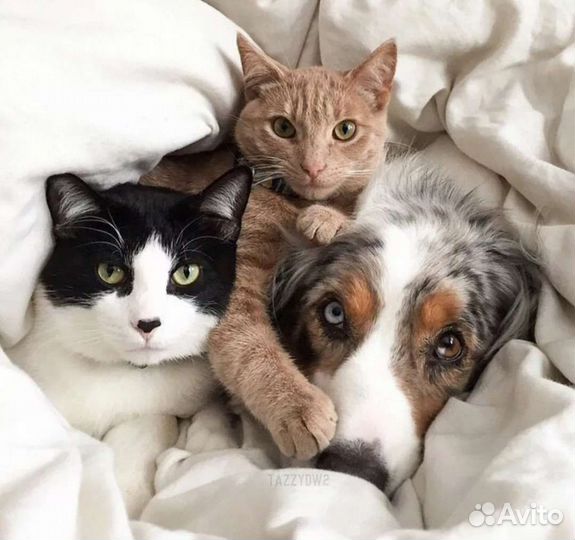 Ветеринарный врач