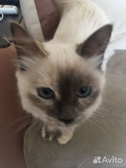 Котёнок Невская маскарадная