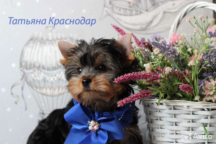 Щенки йорка РКФ. Полностью готовы к переезду