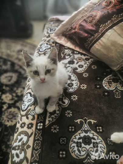 Очаровательные котята невские маскарадные