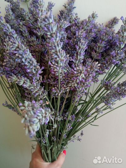 Лаванда