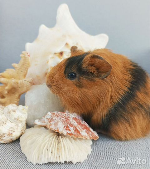 Морские свинки