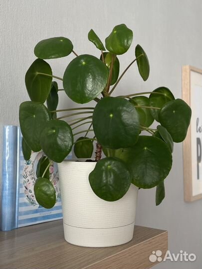 Пилея пеперомиевидная