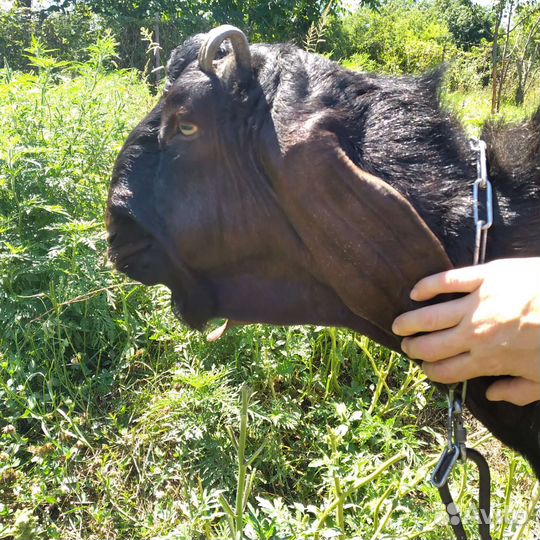 Козёл,коза,крольчата