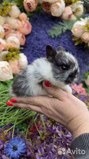 Кролики домашние