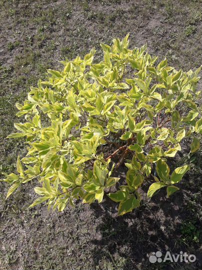 Декаративные кустарники для сада