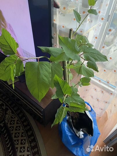 Садовый многолетник