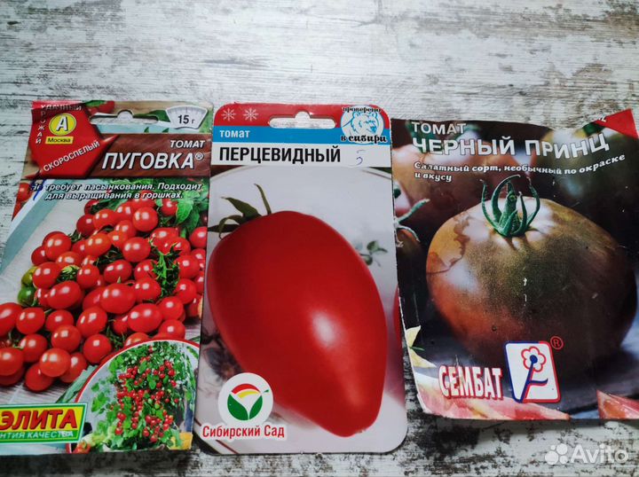 Помидор рассада