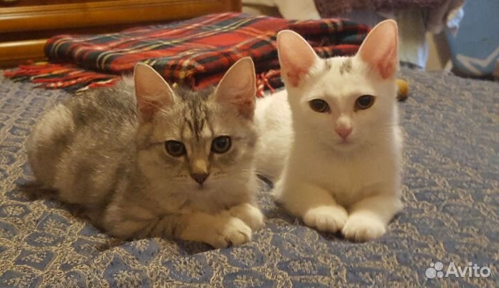 Молодые кошки в добрые руки
