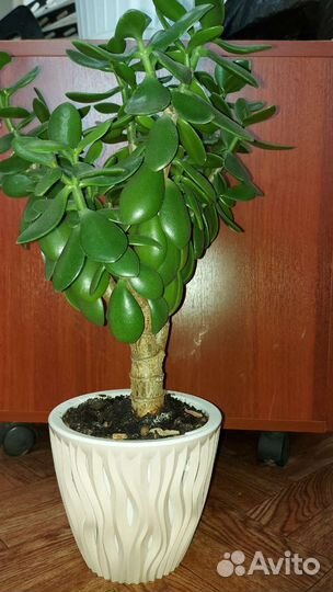 Драцена, толстянка