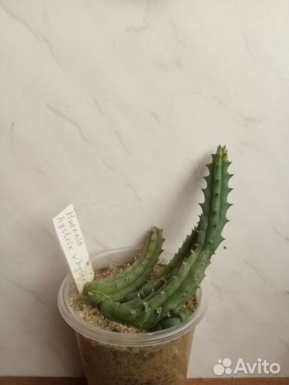 Суккулентные растения