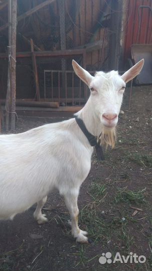 Коза дойная
