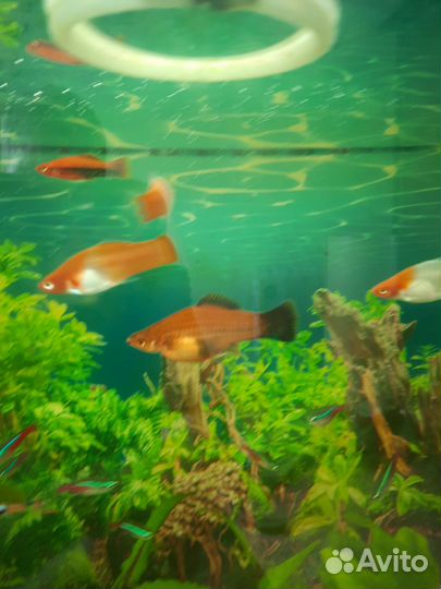 Аквариумные рыбки