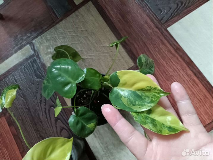 Филодендрон бурле Маркс вариегатный,Фил Биркина