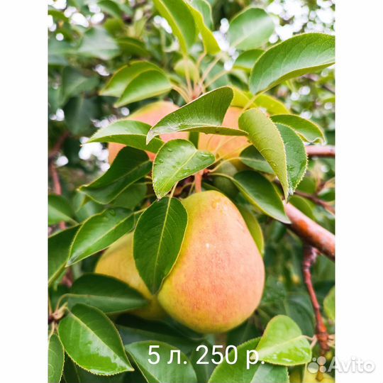 Груши, яблоки