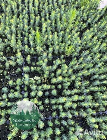 Зкс и окс Сосна Ель Лиственница сеянцы Голуб горн