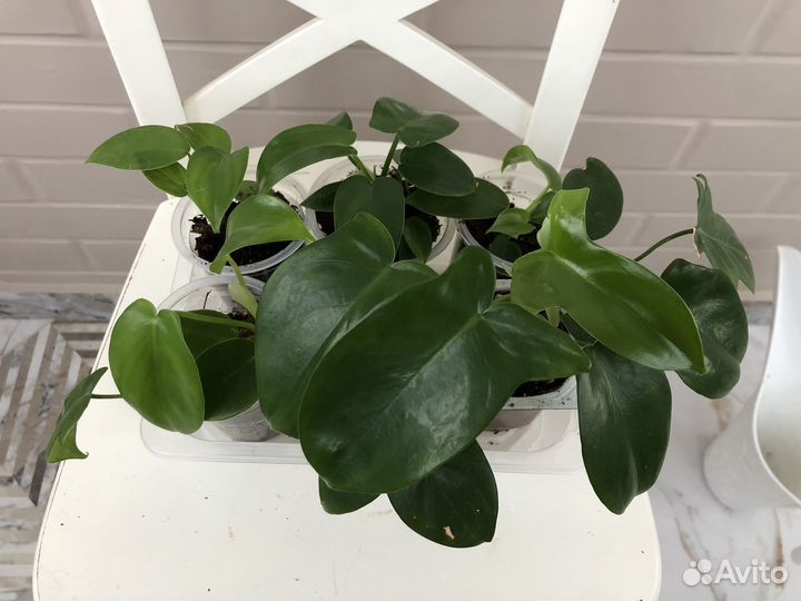 Филодендрон Педатум (philodendron Pedatum)