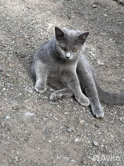 Отдам кота в добрые руки