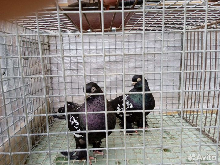 Голуби майкопские