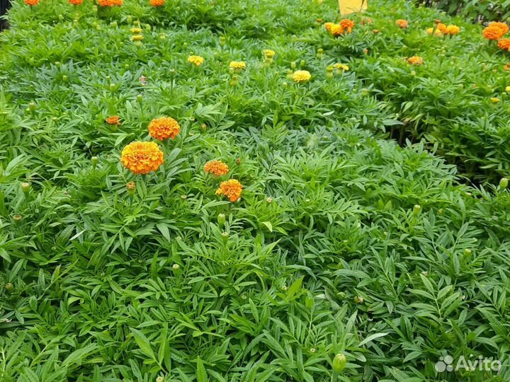 Рассада цветов