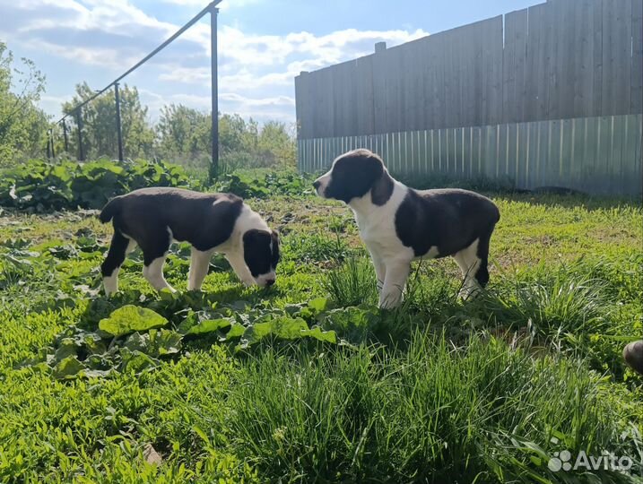 Среднеазиатская овчарка алабай щенки