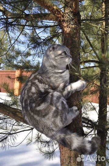 Вязка шотландский кот мрамор на серебре