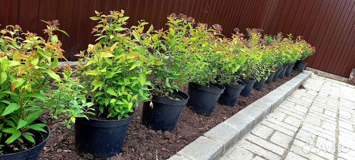 Спирея японская голдфлейм