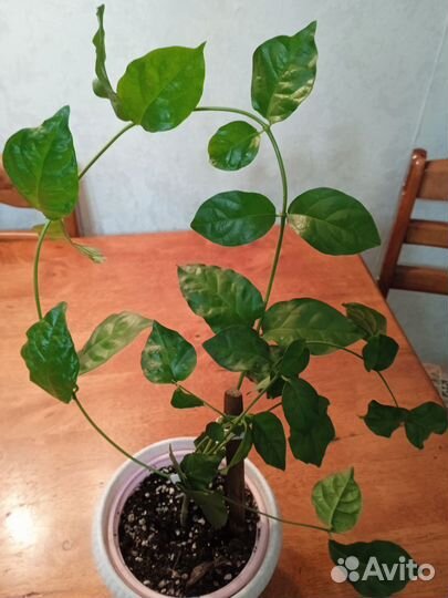 Жасмин комнатный