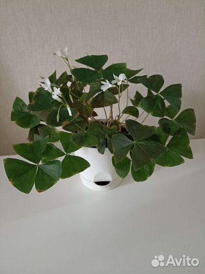 Оксалис кислица подарок