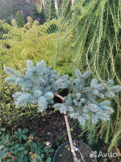 Ель глаука глобоза на штамбе