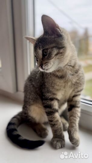 Кошка в дар
