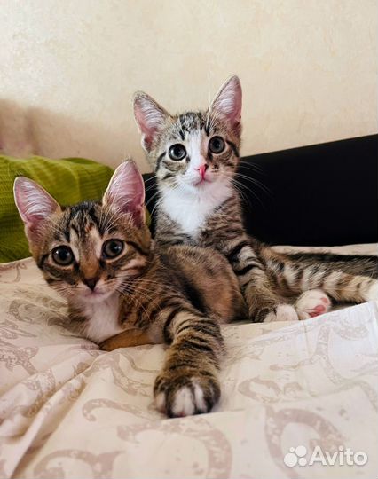 Отдам котят в добрые руки