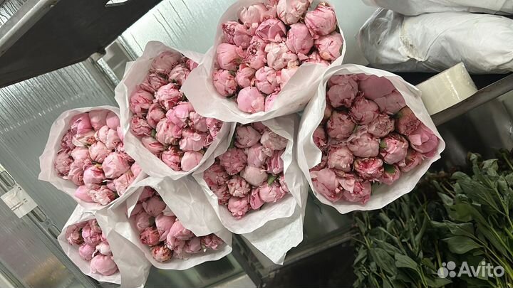 Пионы нежно розовые