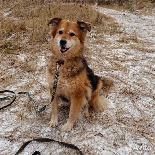 В добрые руки Герда