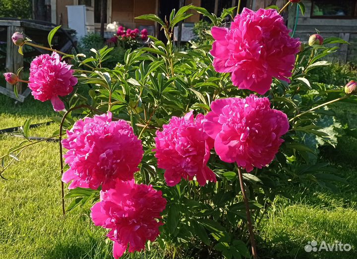 Корни пиона Сара Бернар и другие