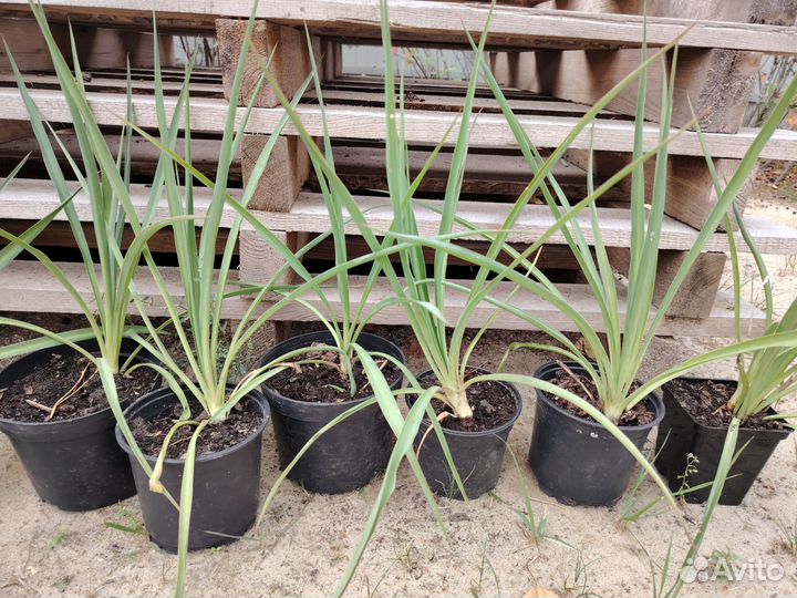 Юкка нитчатая садовая. Саженцы