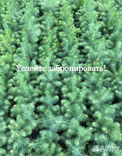 Ель голубая саженцы / сеянцы