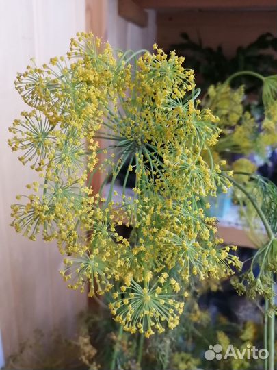 Укроп для засолки/ сочные яблоки