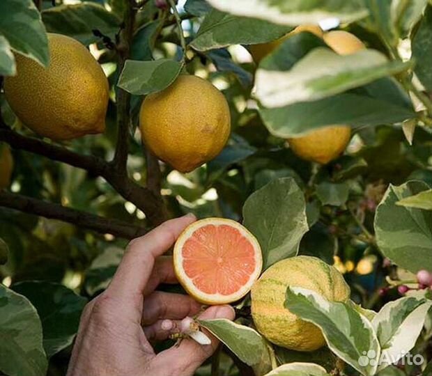 Лимон вариегатный